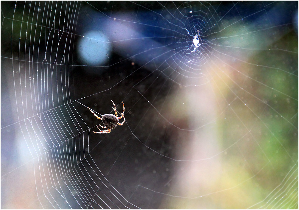 photo "***" tags: nature, insect, spider