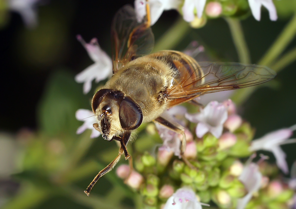 фото "Неприличный жест" метки: макро и крупный план, природа, макро, муха-журчалка, насекомое