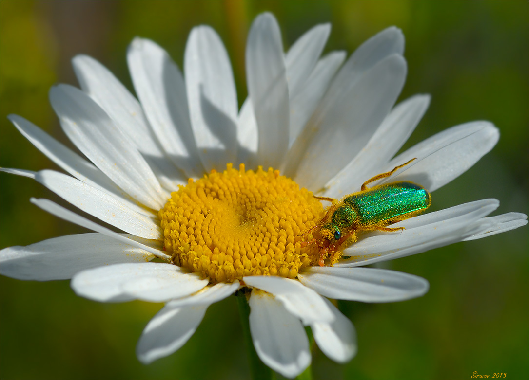 photo "Camomile" tags: nature, macro and close-up, 