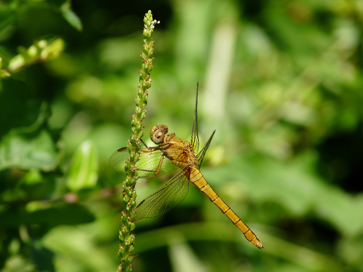 photo "***" tags: nature, macro and close-up, insect