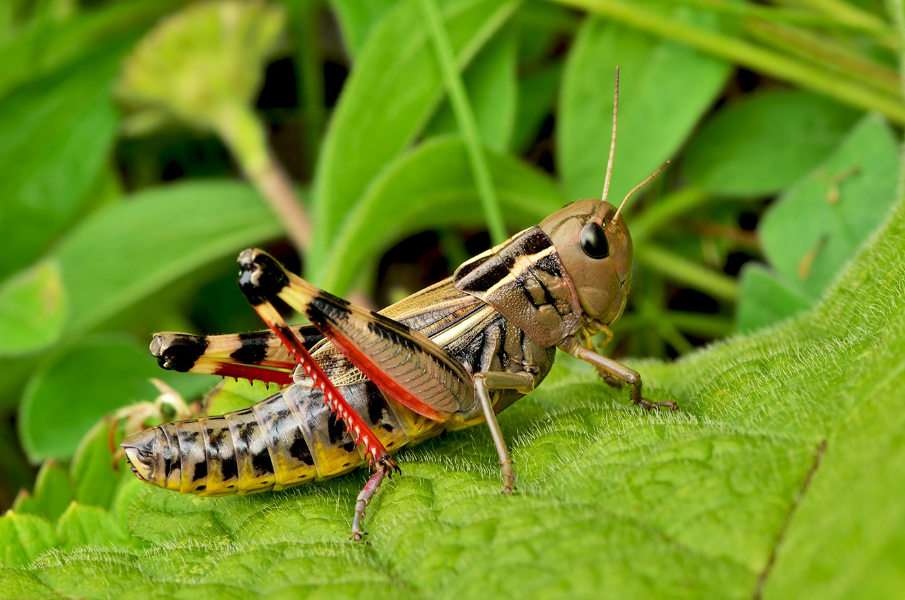 photo "***" tags: macro and close-up, insect, summer