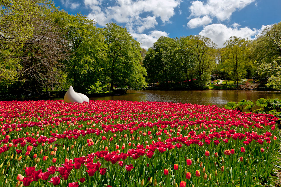 фото "Keunkenhof. Парк тюльпанов." метки: пейзаж, 