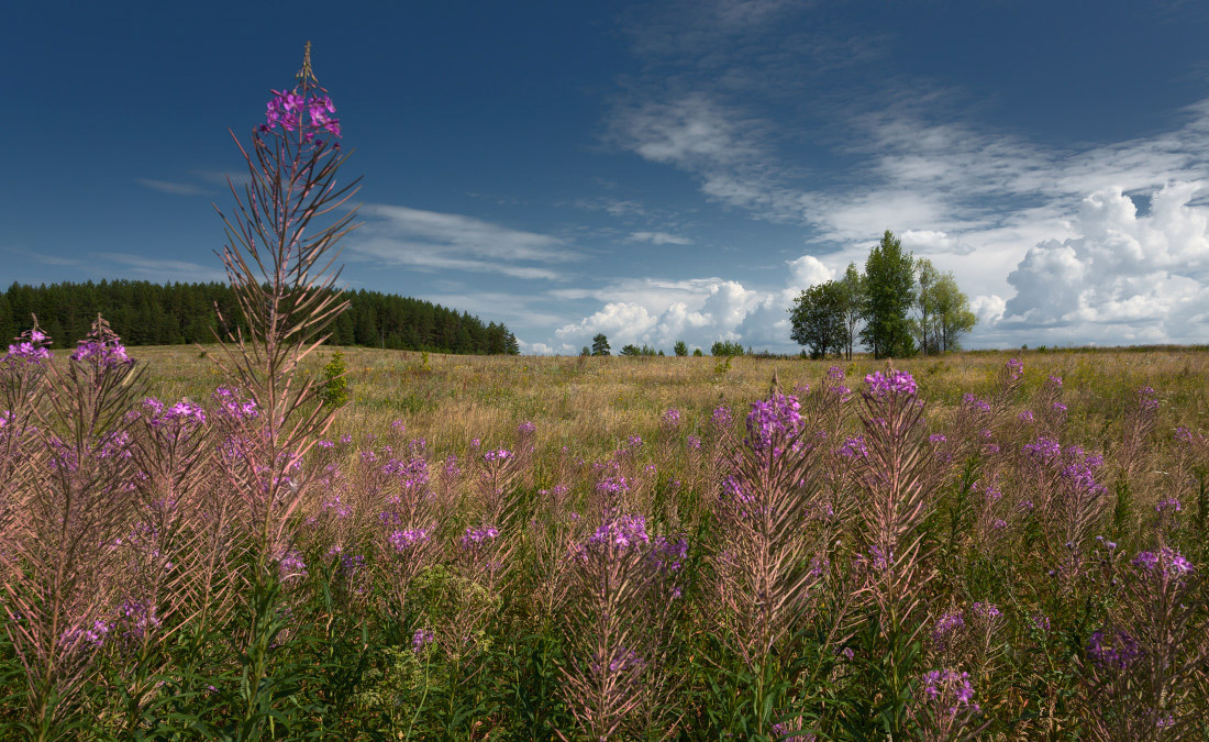 photo "***" tags: landscape, clouds, field, flowers, forest, grass, summer, Иван-чай