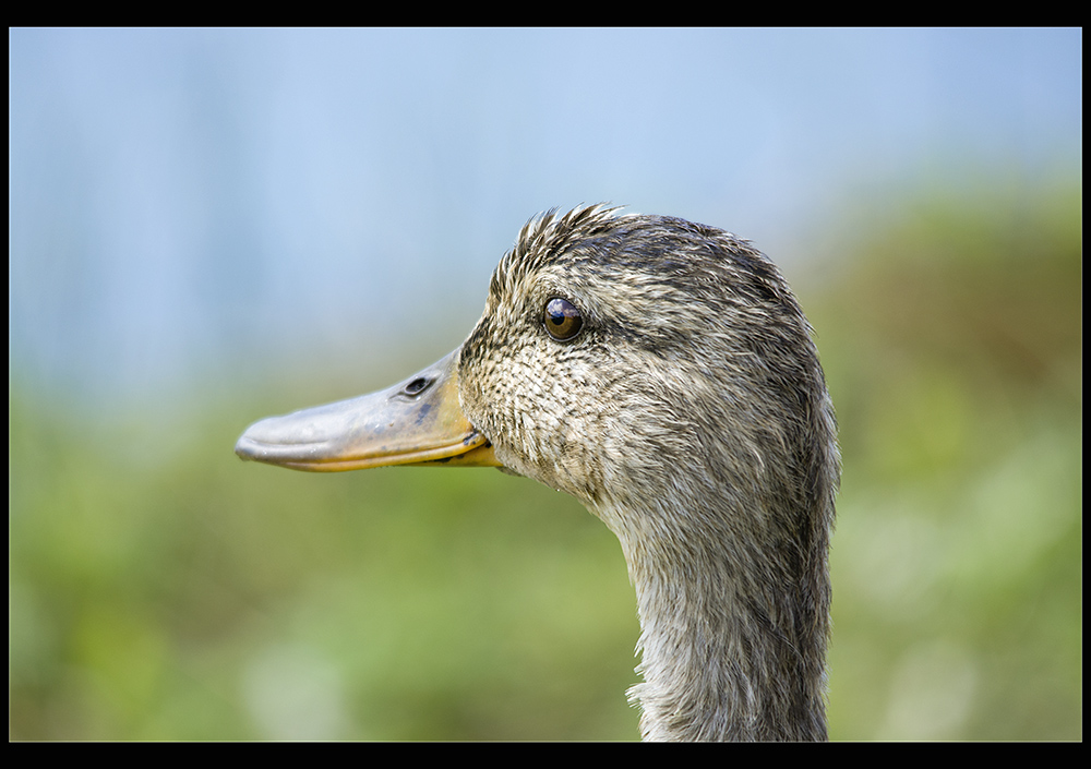 фото "The watchful mother" метки: природа, 