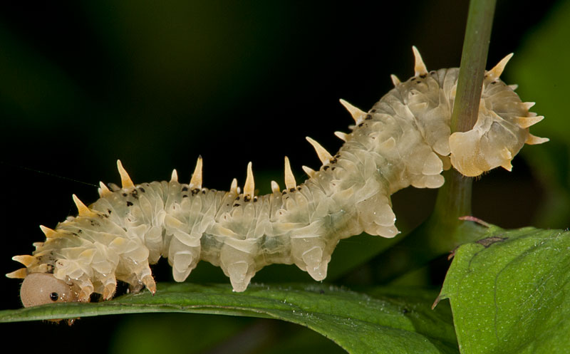 фото "Symphyta" метки: природа, макро и крупный план, Symphyta