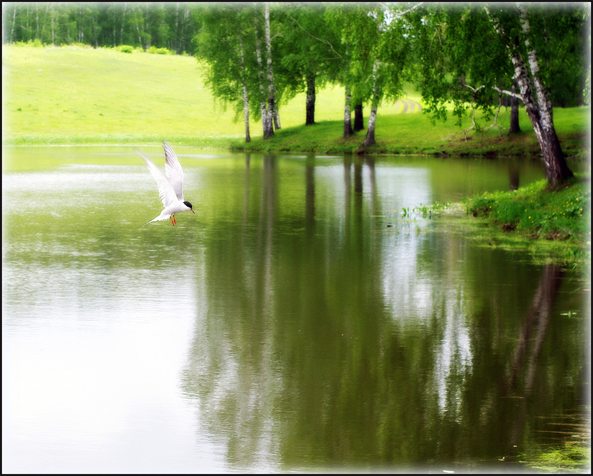 photo "***" tags: landscape, nature, coast, forest, summer, water