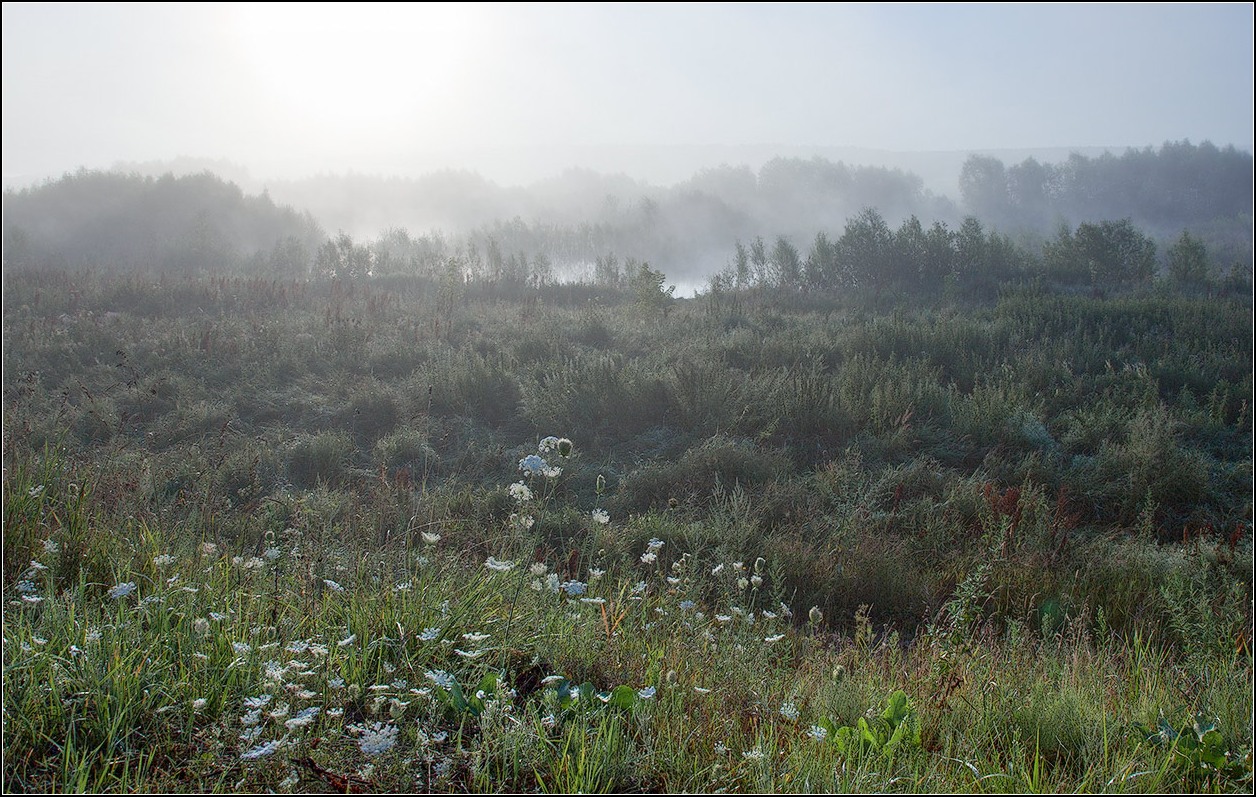photo "cobweb morning" tags: landscape, nature, field, fog, morning