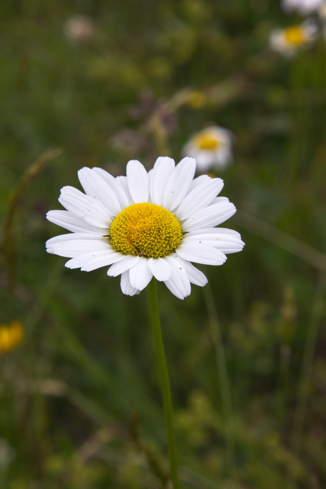 photo "***" tags: macro and close-up, 