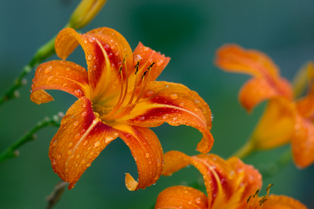 photo "***" tags: macro and close-up, nature, flowers, тигровая лилия, цветок