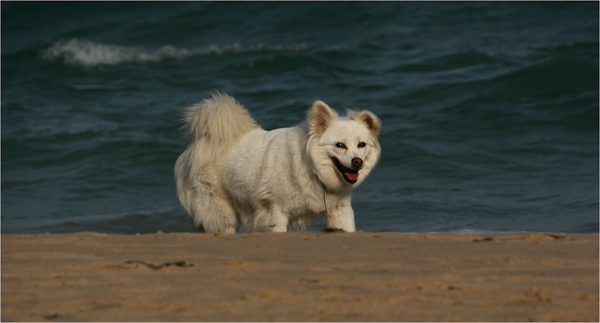 photo "The Dog and the sea" tags: nature, landscape, 