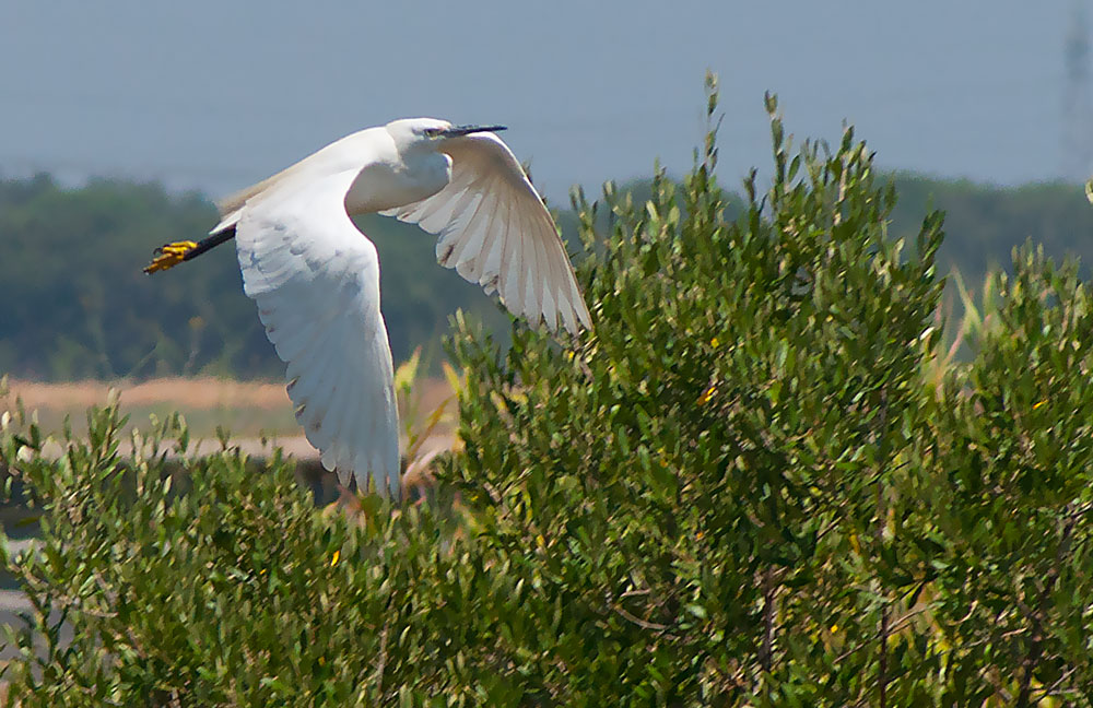 photo "White Heron" tags: nature, landscape, Tagus, Tejo, animals, beauty, birds, estuary, portugal