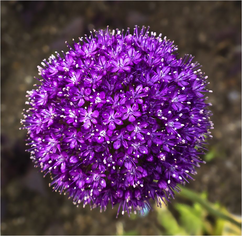 photo "Dream in summer night" tags: nature, macro and close-up, flower, цветок