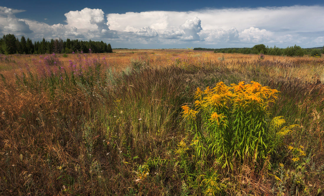 photo "***" tags: landscape, clouds, field, flowers, forest, grass, summer, краски