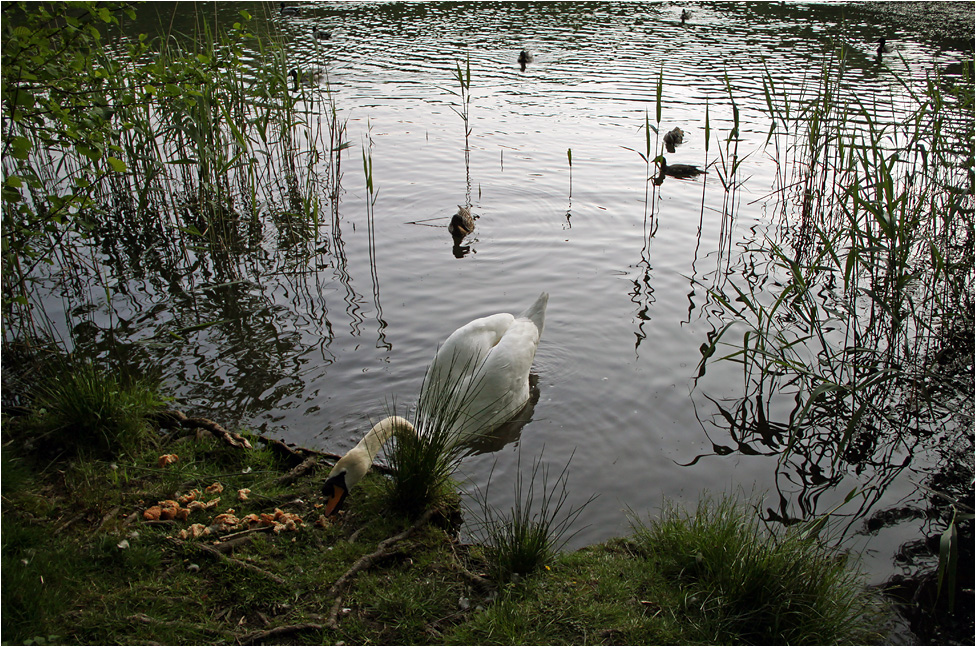 фото "Хлебца поем, воды попью..." метки: природа, лебеди, птицы