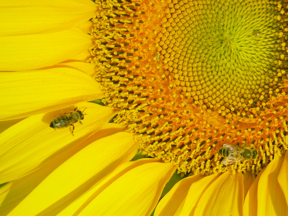 photo "***" tags: macro and close-up, 