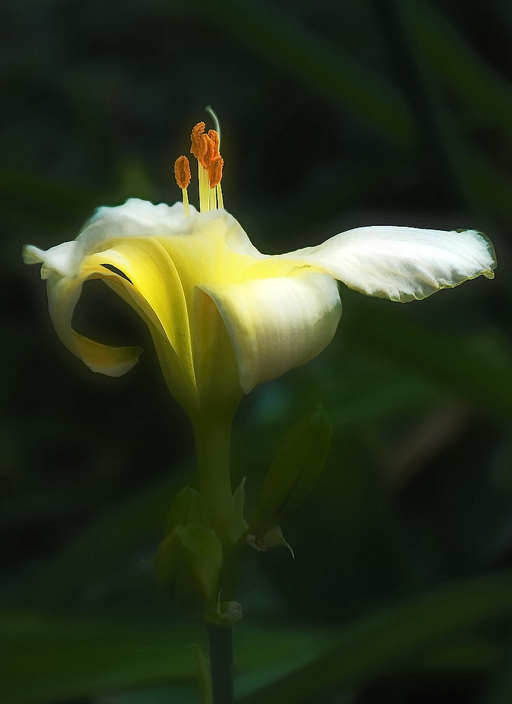 photo "***" tags: macro and close-up, 