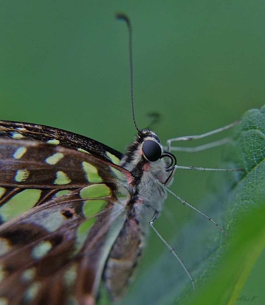 photo "***" tags: macro and close-up, nature, 