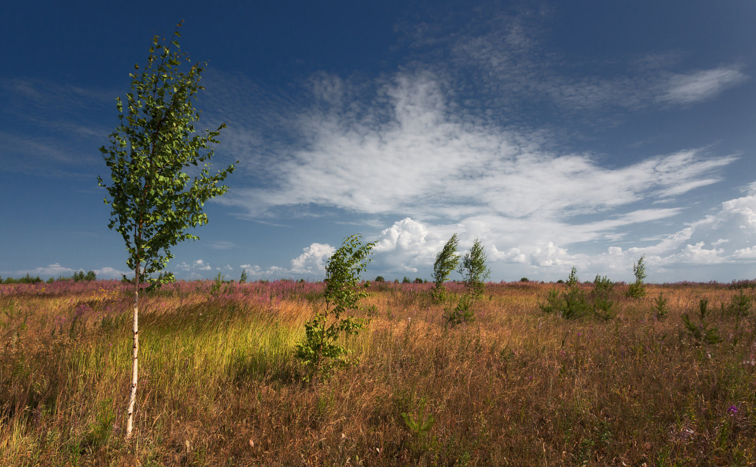 photo "***" tags: landscape, birches, clouds, field, flowers, grass, summer, ветер, деревья