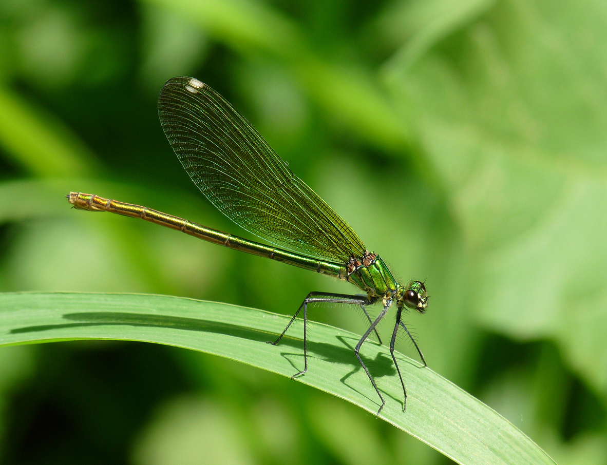 photo "***" tags: macro and close-up, nature, insect