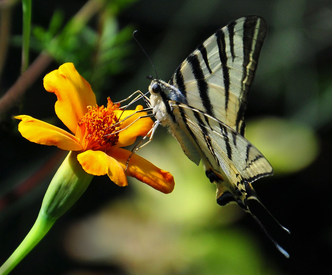 photo "***" tags: , butterfly