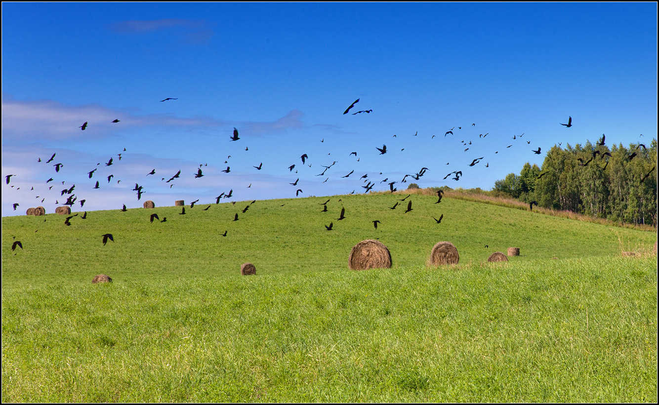 photo "birds" tags: nature, landscape, 