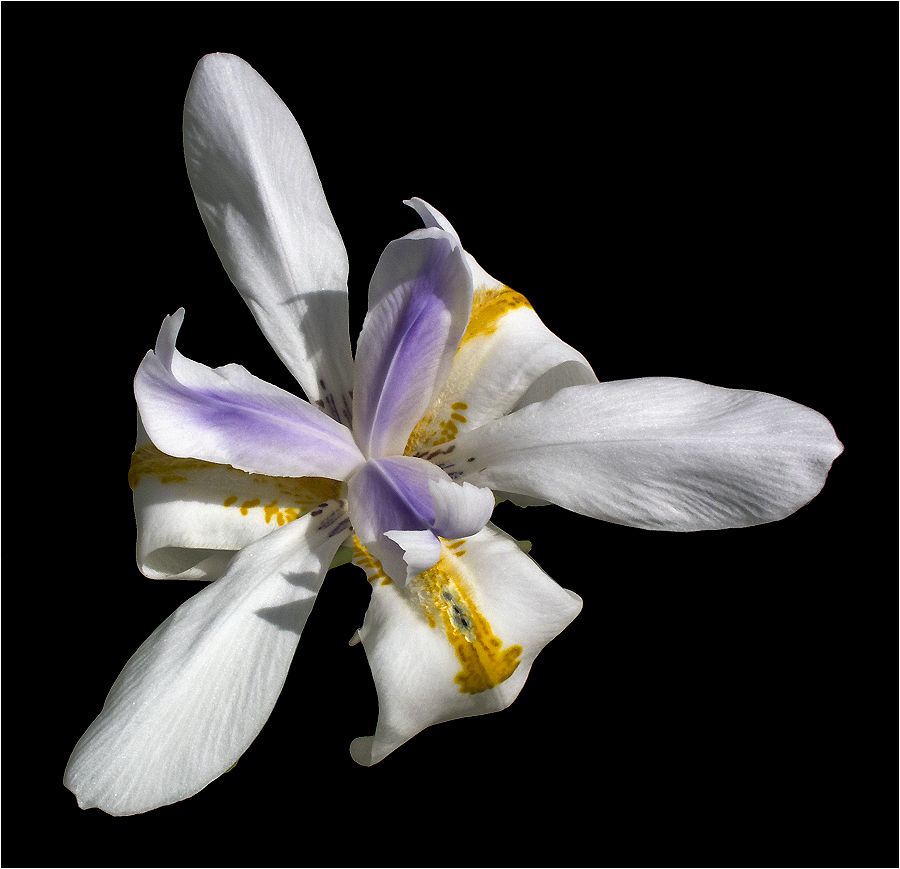 photo "Iris" tags: nature, macro and close-up, iris, ирис
