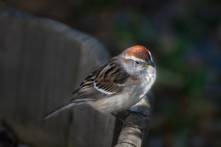photo "***" tags: nature, 