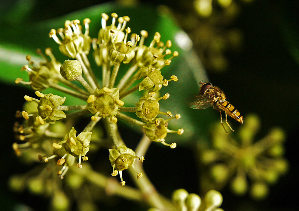 photo "Full Flaps" tags: nature, macro and close-up, reporting, 