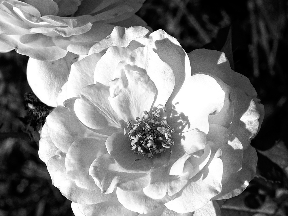 photo "White Rose" tags: black&white, nature, macro and close-up, flowers