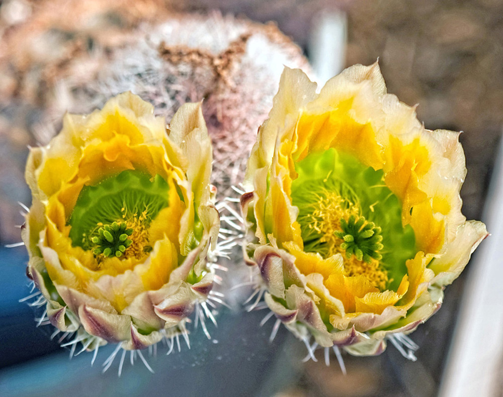 photo "Cactus Flower" tags: nature, macro and close-up, flowers