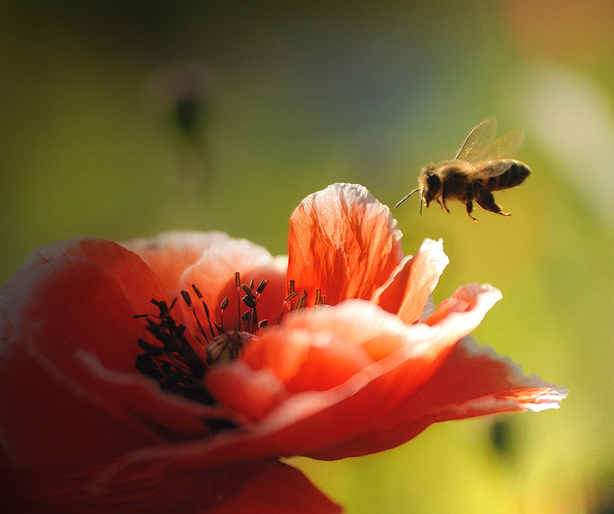 photo "***" tags: nature, macro and close-up, 