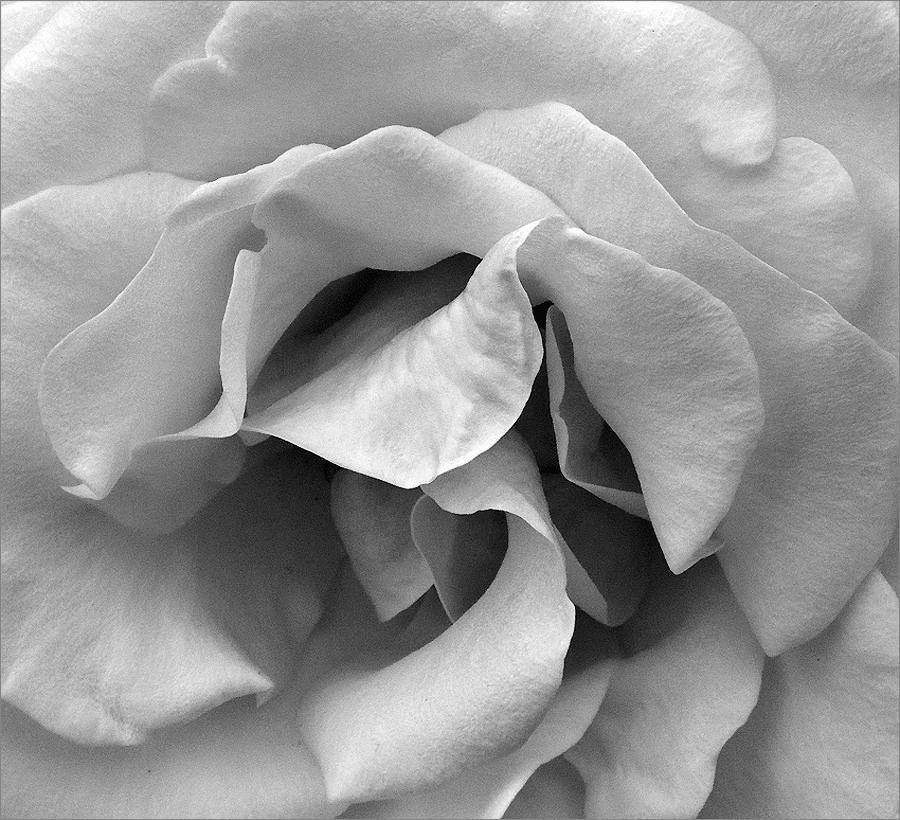 photo "Labyrinth" tags: macro and close-up, fragment, abstract, rose, rose