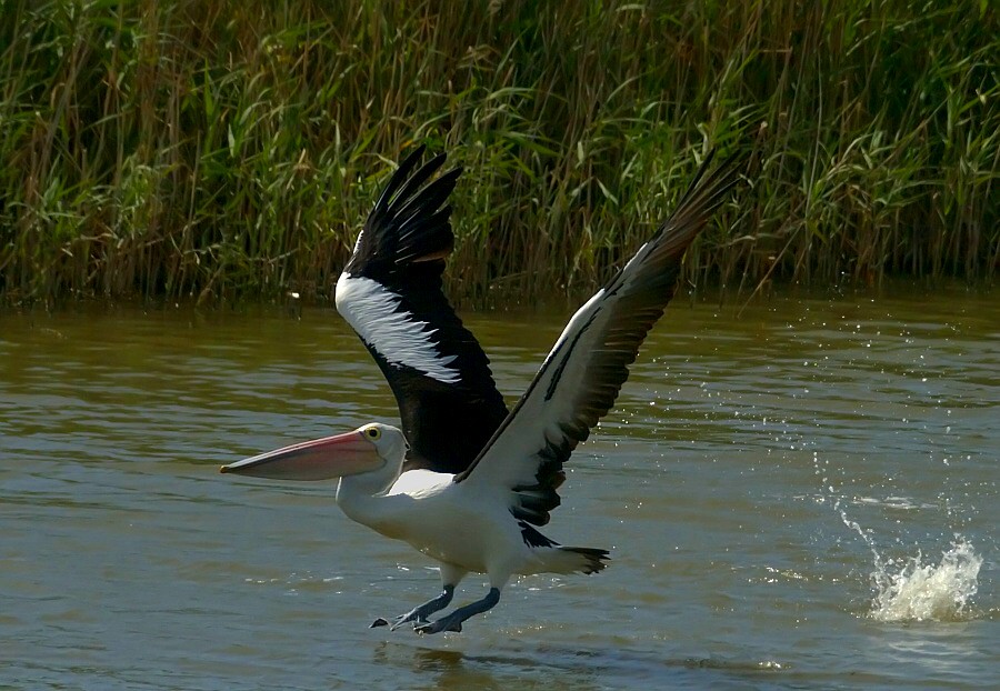 photo "pelican" tags: , 