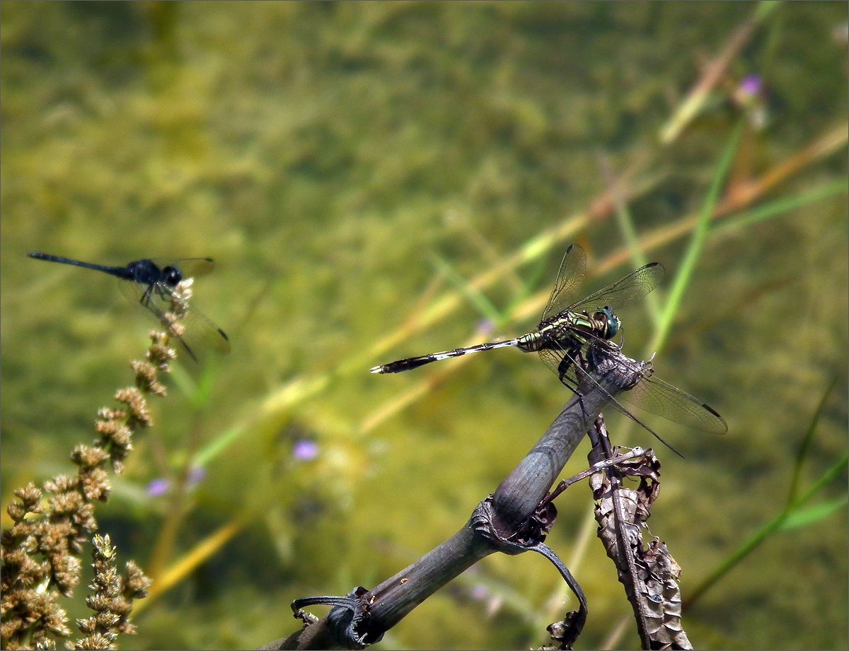 photo "Summer mood" tags: nature, macro and close-up, dragonfly, стрекоза