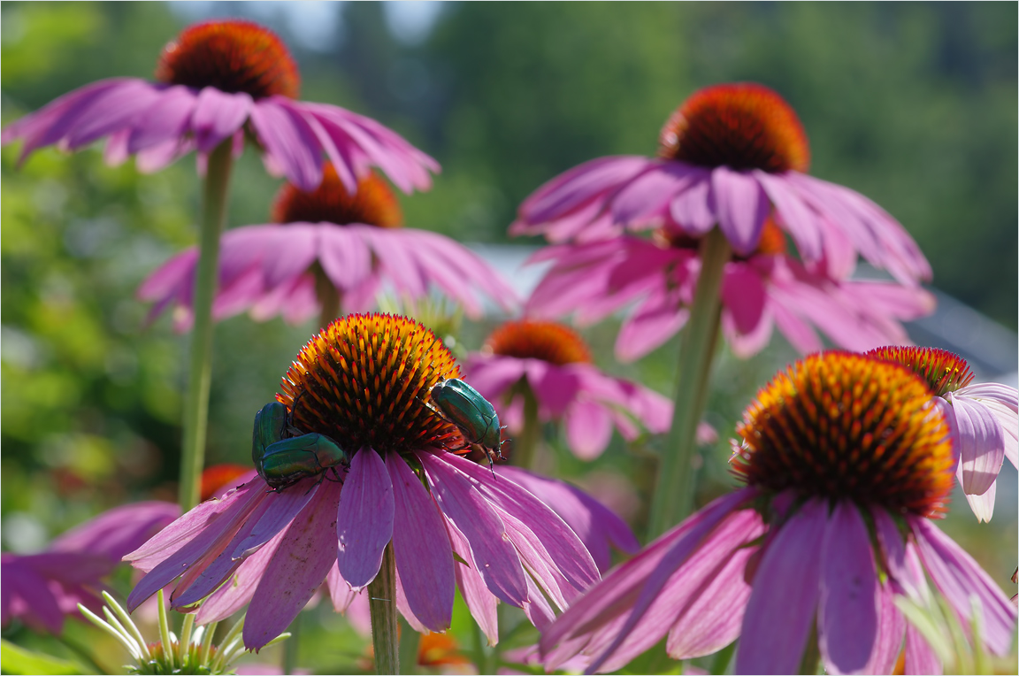 photo "***" tags: macro and close-up, 