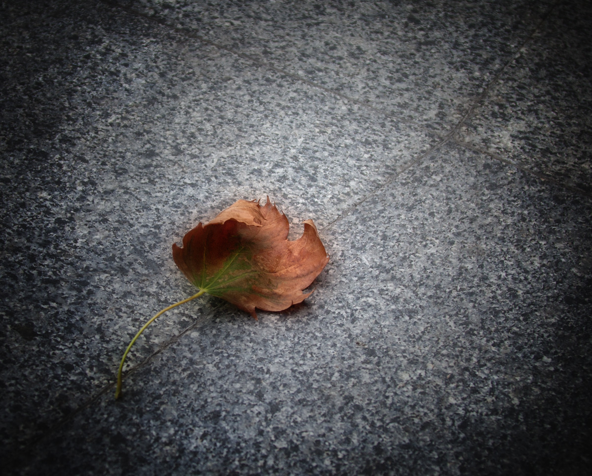 photo "***" tags: macro and close-up, nature, 