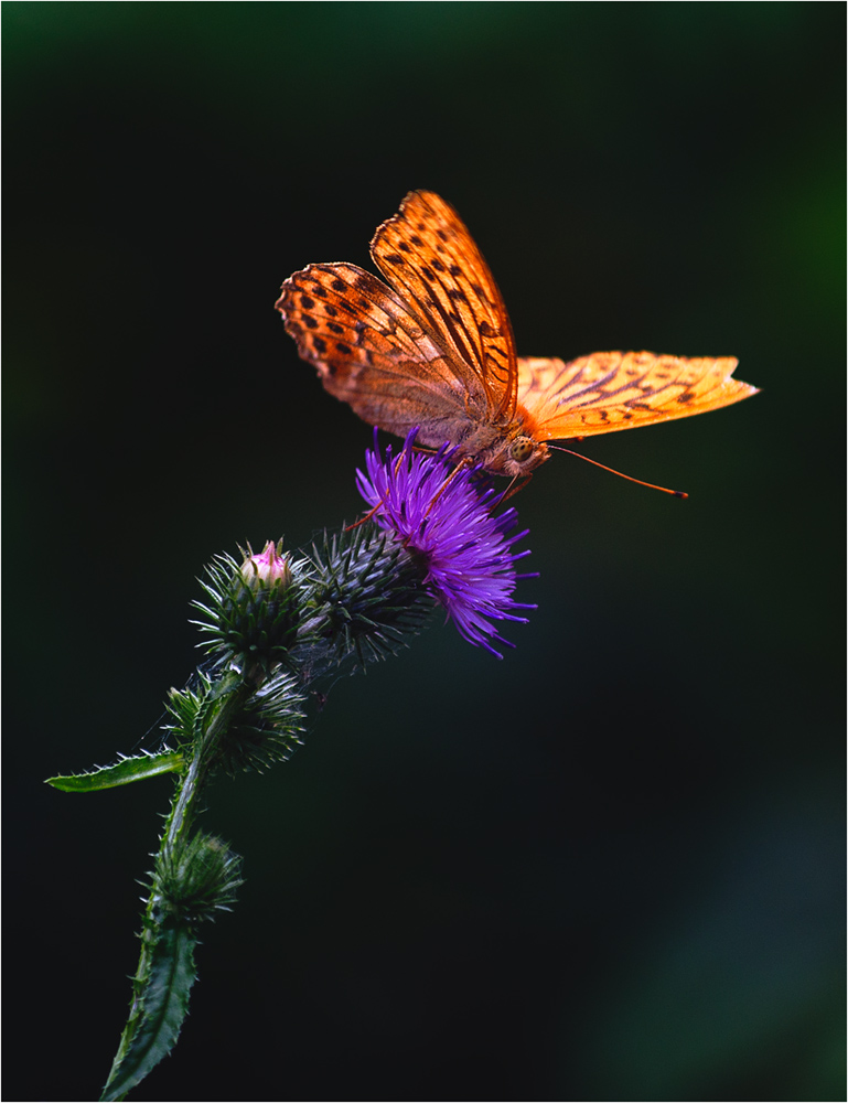 photo "***" tags: nature, flowers, бабочки