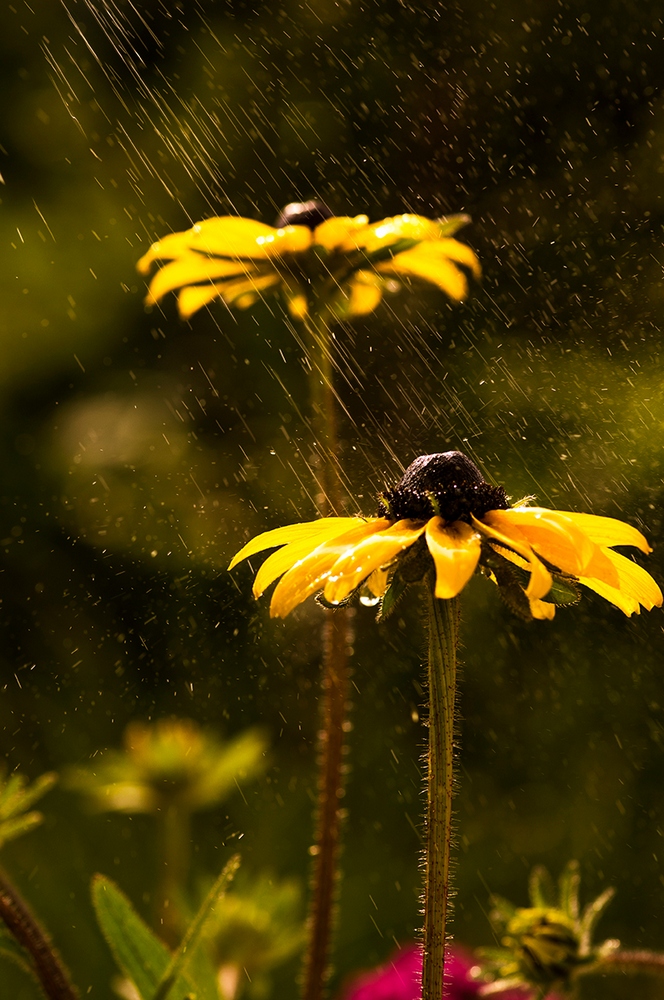 photo "***" tags: macro and close-up, nature, flowers, summer