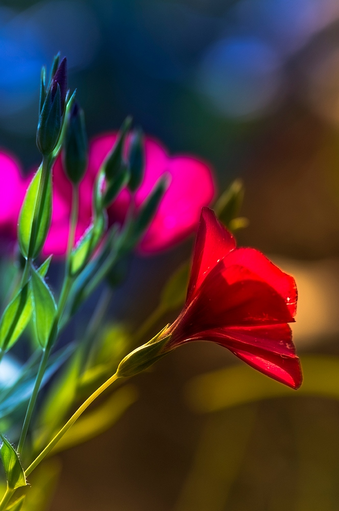 photo "***" tags: macro and close-up, nature, flowers, summer