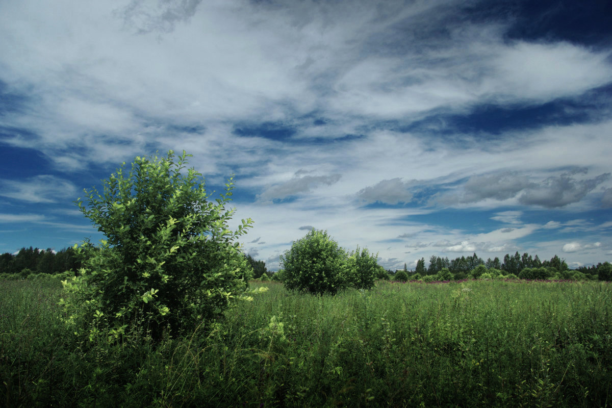 photo "Summer day" tags: landscape, nature, clouds, forest, summer