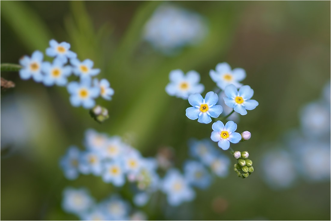 photo "***" tags: macro and close-up, 