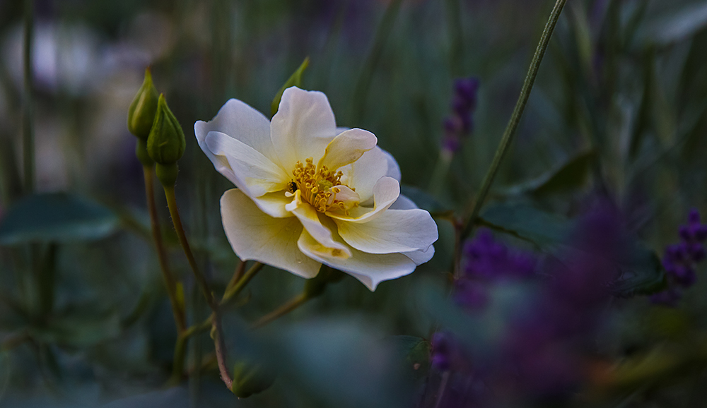photo "***" tags: , 
