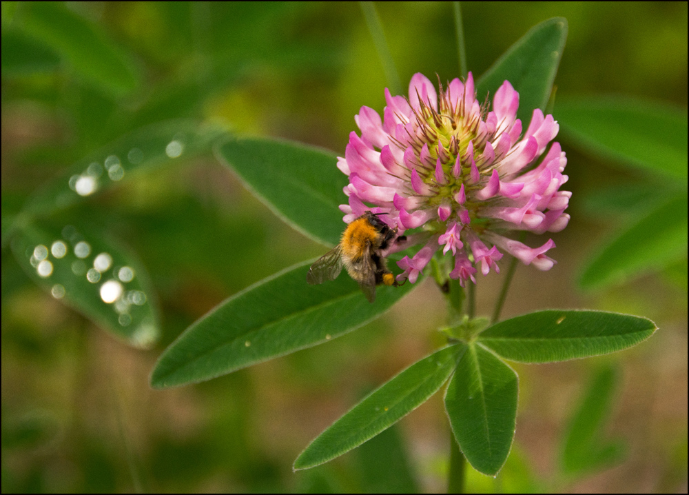 photo "***" tags: nature, macro and close-up, 