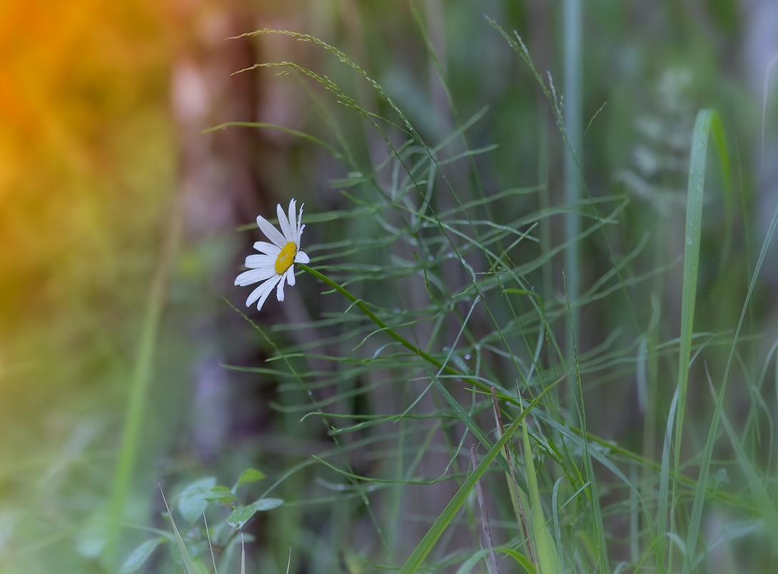 photo "***" tags: macro and close-up, nature, 