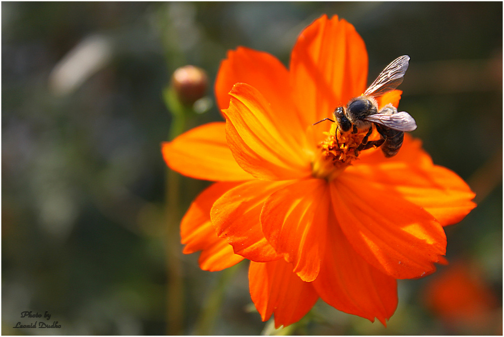 photo "***" tags: nature, пчела, цветок