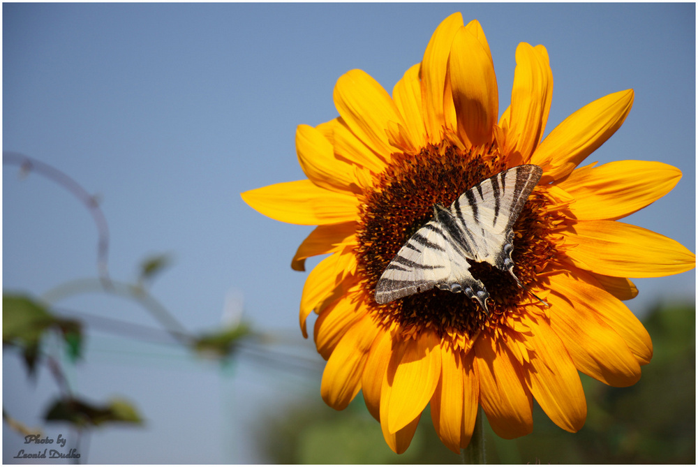 photo "***" tags: nature, butterfly, sunflower