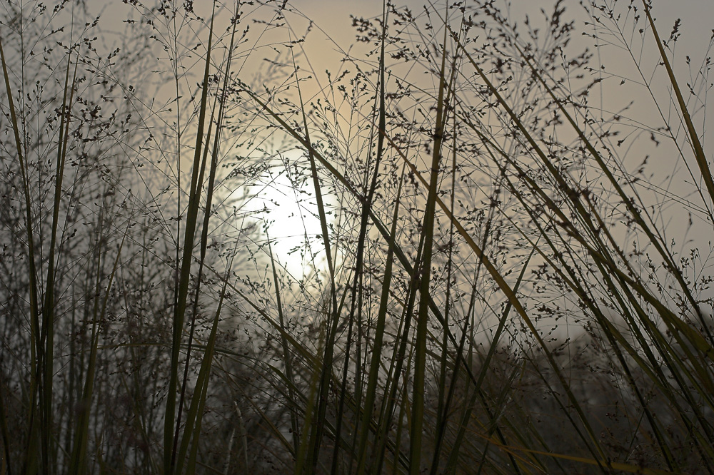 photo "***" tags: nature, 