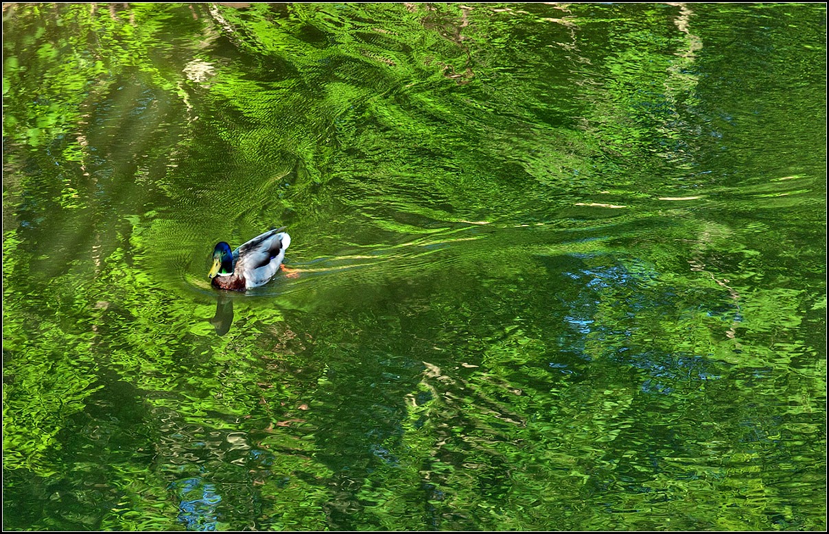 photo "basking in the reflections" tags: nature, misc., 