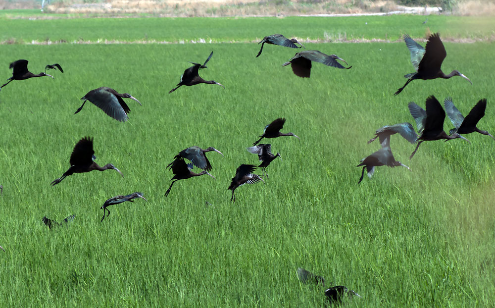photo "BLACK IBIS" tags: nature, landscape, Tejo, barroca., birds, estuary, portugal