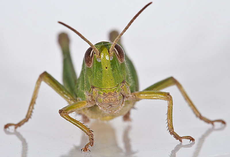 фото "Chorthippus parallelus" метки: природа, макро и крупный план, 